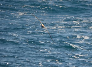 Cory's Shearwater boat based observation