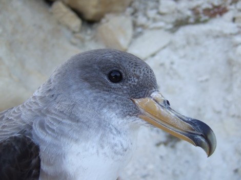 Cory's Shearwater (Beak)_Dr. Andre Raine