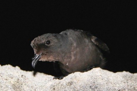 curious_storm petrel_ed_ photo by Ben Metzger
