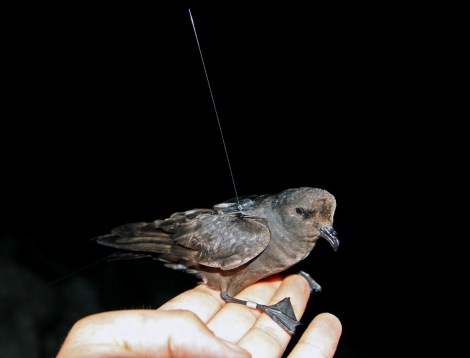 ESP_radio-tag1_Filfla20120720_BMetzger_crop-1024x782_ Ben Metzger