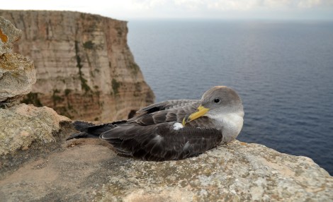 The larger of the Shearwaters - the Scopoli's Shearwater , will be leaving their nests later in the summer.