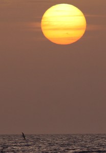 Scopoli's Shearwater 8 , off Ta Cenc 20May2013