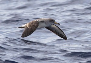 Scopoli#s Shearwater, off Ta Cenc 20May2013