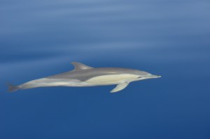 Common short beaked dolphin swimming gracefully and palyfully at the bow of the boat