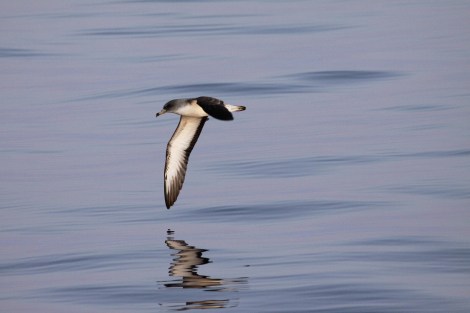 A Scopoli's Shearwater dips its wing-tip, almost touching the surface of the water as it skims over the sea. Photo by Nicholas Galea