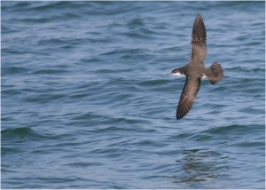 A Yelkouan Shearwater gliding above the sea between wing beats. Photo by Frank Dhermain