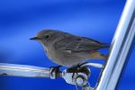 Black redstart resting on board.