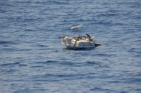 Black Terns resting offshore on a buoy.