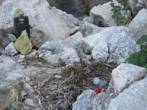 A nest of Yellow-Legged Gull being monitored with a camera, to record predation on Storm Petrel.