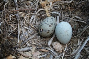 Eggs of Yellow-Legged Gull. One chick was hatching at the same time the photographer took the snap.