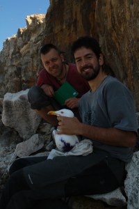 Two researchers handling, taking measures and ringing a Yellow-Leggeg Gull on Filfla