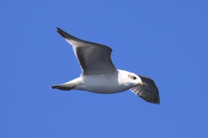 Mediterranean gull flying above the boat during an autumn transect.