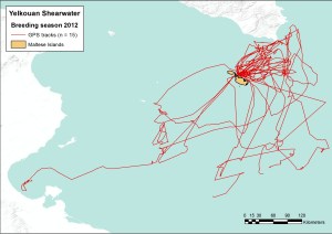 GPS-tracks of adult Yelkouan Shearwaters at Rdum tal Madonna, Malta, during chick rearing. Tracking the birds on their foraging trips is crucial for identifying important feeding areas at sea.