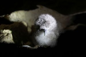 Cute and fluffy: A freshly hatched Yelkouan Shearwater chick in its nest burrow.