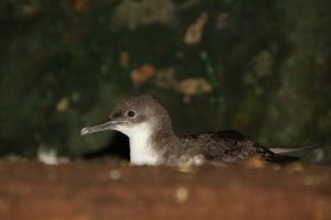 Incubating Yelkouan Shearwater. Both partners take it in turns incubating their single egg for a total of more than 40 days.