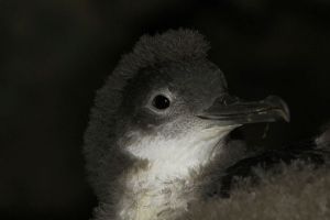 Young Yelkouan Shearwater shortly before fledging