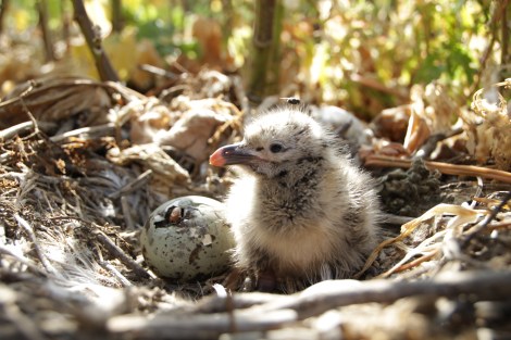 Nest of Yellow legged gull (Larus michahellis) with one egg in the process of hatching and one chick. 