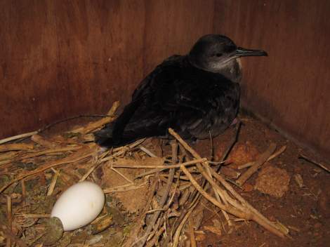 One of the adults from the first pair of Yelkouan Shearwaters to use an artificial nest box in the Maltese Islands. Photo by Dr Benjamin Metzger