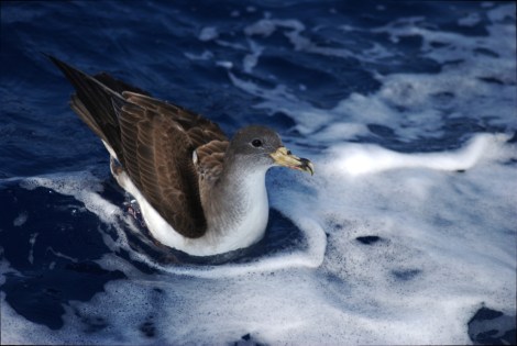 Cory's Shearwater by Adin Vella