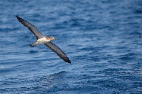 A Scopoli’s Shearwater (Calonectris diomedea) in its typical shearing flight over the sea. Photo by Maria De Filippo.