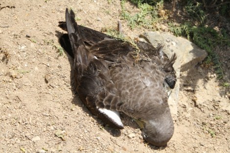 Cory’s shearwater found shot in front of its nesting burrow (Photo by: Ben Metzger)