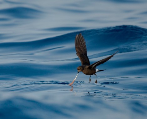 European Storm Petrel photo by Hadoram Shirihai