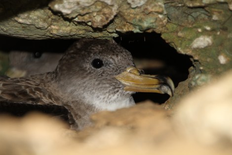 A female Scopoli’s Shearwater (Calonectris diomedea) sitting in her nest in a cliff burrow. Scopoli’s shearwaters return to the same nesting site year after year, raising only a single chick. Photo by Benjamin Metzger.
