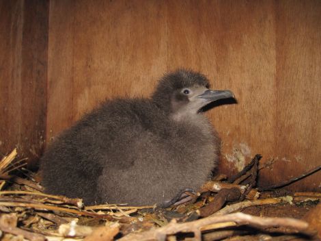 First nest box chick_IMG_1018_BenMetzger