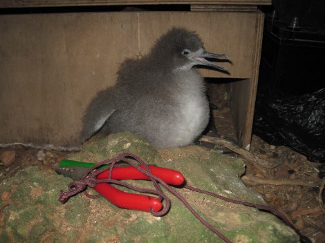 Jack poses for a photo outside his nestbox.