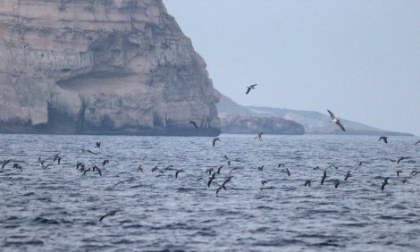 Ta ' Cenc cliffs, photo by Aron Tanti