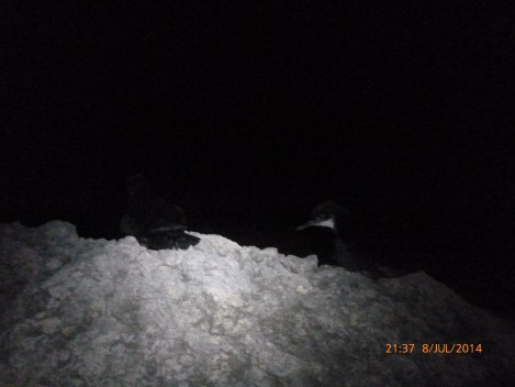 2 young Yelkouan Shearwaters beign released at Rdum tal-Madonna, photo by Paulo Lago Barreiro