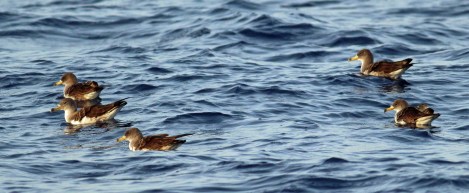 TimMicallef_raft_July boat trips