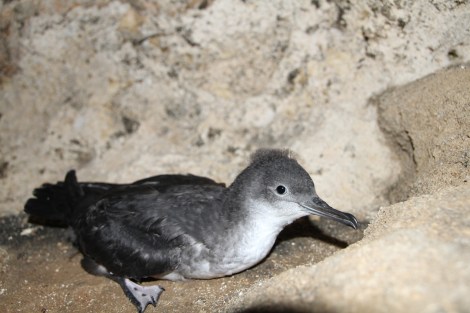Yelkouan Shearwater fledgling, photo by Ben Metzger