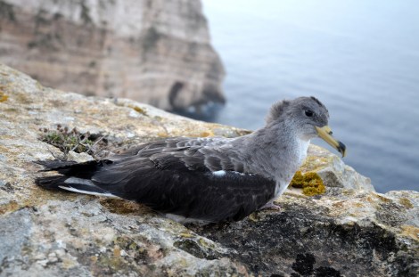 1_2014.10.15_Scopoli’s_stranded in Xlendi_released at Ta Cenc_ Joe Sultana