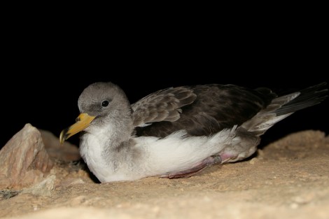 2_2014.10.24_Scopoli's_stranded at Cirkewwa_released at Rdum tal-Madonna_ BenMetzger