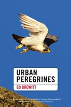 Urban Peregrines by Ed Drewitt