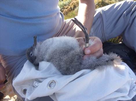 A Yelkouan Shearwater chick being ringed. Photo: N. Cox