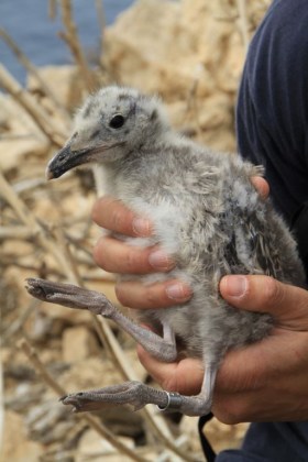 A freshly ringed Yellow-legged Gull chick. Photo: B.Metzger