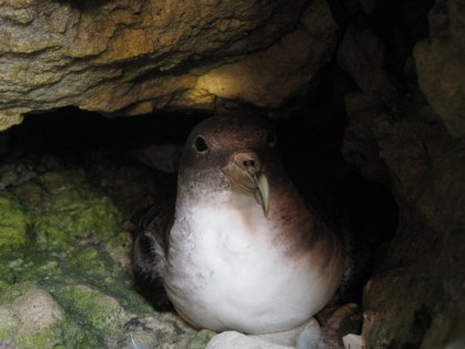 Scopoli's Shearwater incubating adult in its nest. Photo: B.Metzger