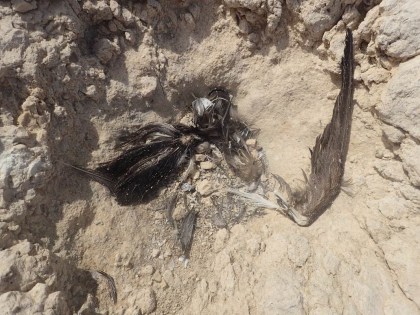 A Yellow-legged Gull regurgitate containing Storm-petrel remains. Photo: F. Wieckowski