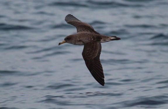 A Scopoli's Shearwater (Ciefa) shearing past the boat. Photo: Tim Micallef.