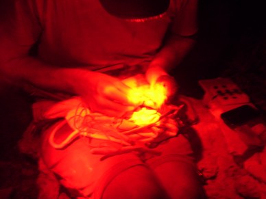 Working under red light to minimise stress to the bird, Ben attaches a GLS tag to an adult Scopoli's Shearwater. Photo by N.Cox.