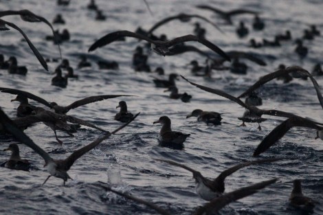 5. Scopoli's Shearwaters rafting _Aron Tanti